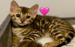 Bengal cats for sale: ⭐️ 1 LEFT!! - STUNNING TICA REG BENGAL CUBS ⭐️ - Image 16