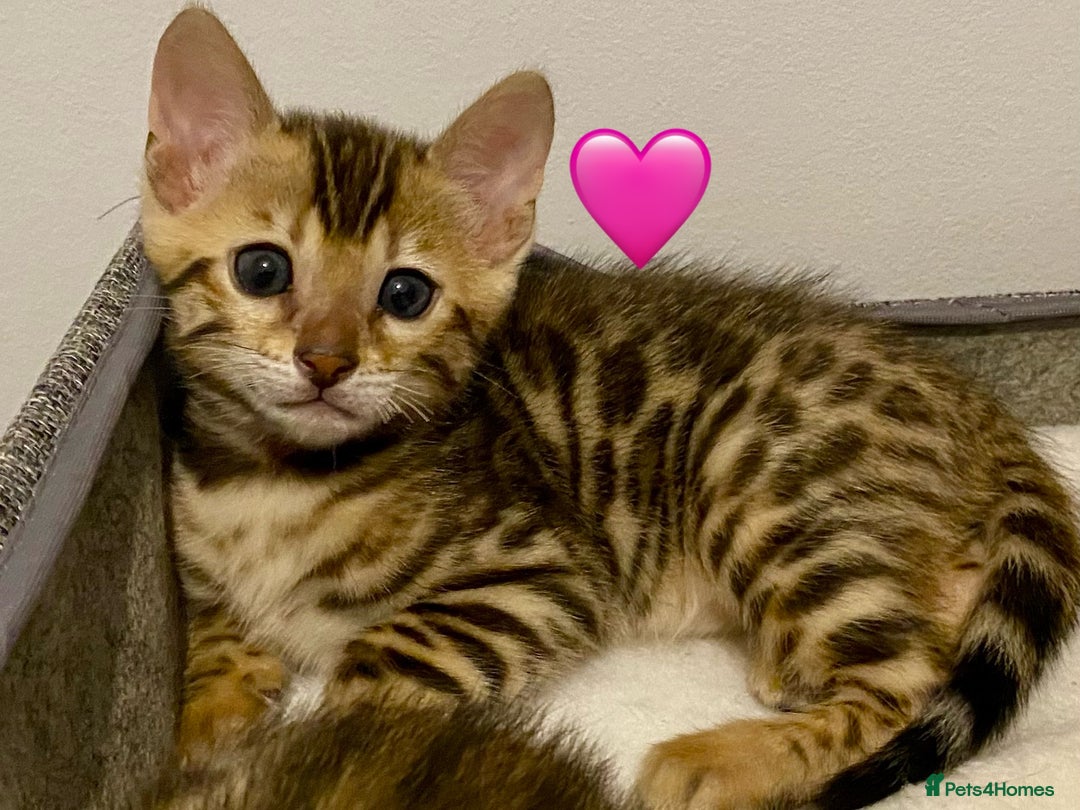 Bengal cats for sale: ⭐️ 1 LEFT!! - STUNNING TICA REG BENGAL CUBS ⭐️ - Image 16