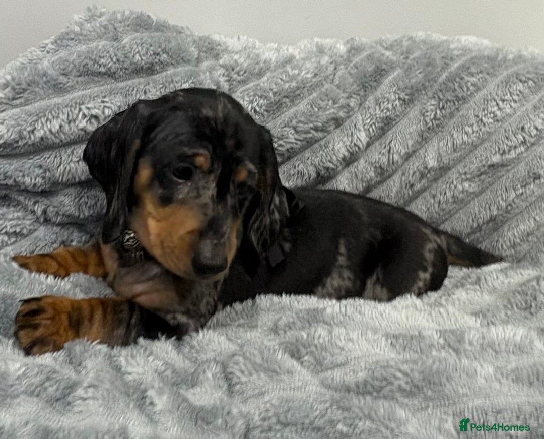 Miniature Dachshund dogs for sale: Gorgeous Miniature Dachshunds - Advert 35