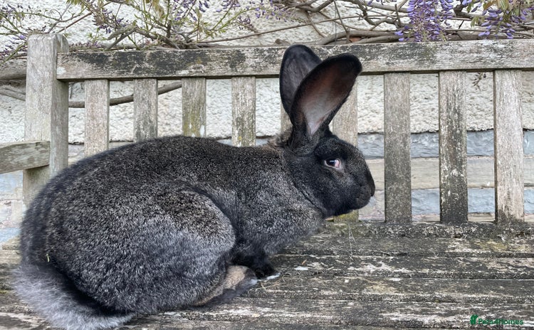 Continental Giant rabbits - Advert 1