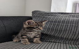 Mixed Breed cats for sale: Kitten  - Image 11