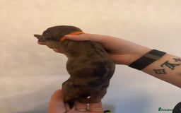 Miniature Dachshund dogs for sale: Miniature dachshund puppies for sale - Image 10
