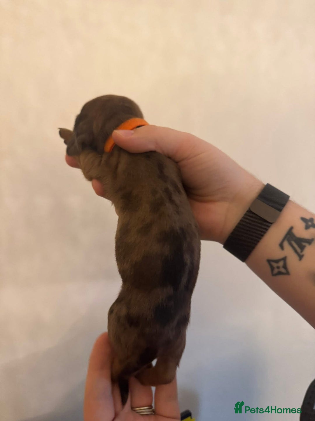 Miniature Dachshund dogs for sale: Miniature dachshund puppies for sale - Image 10