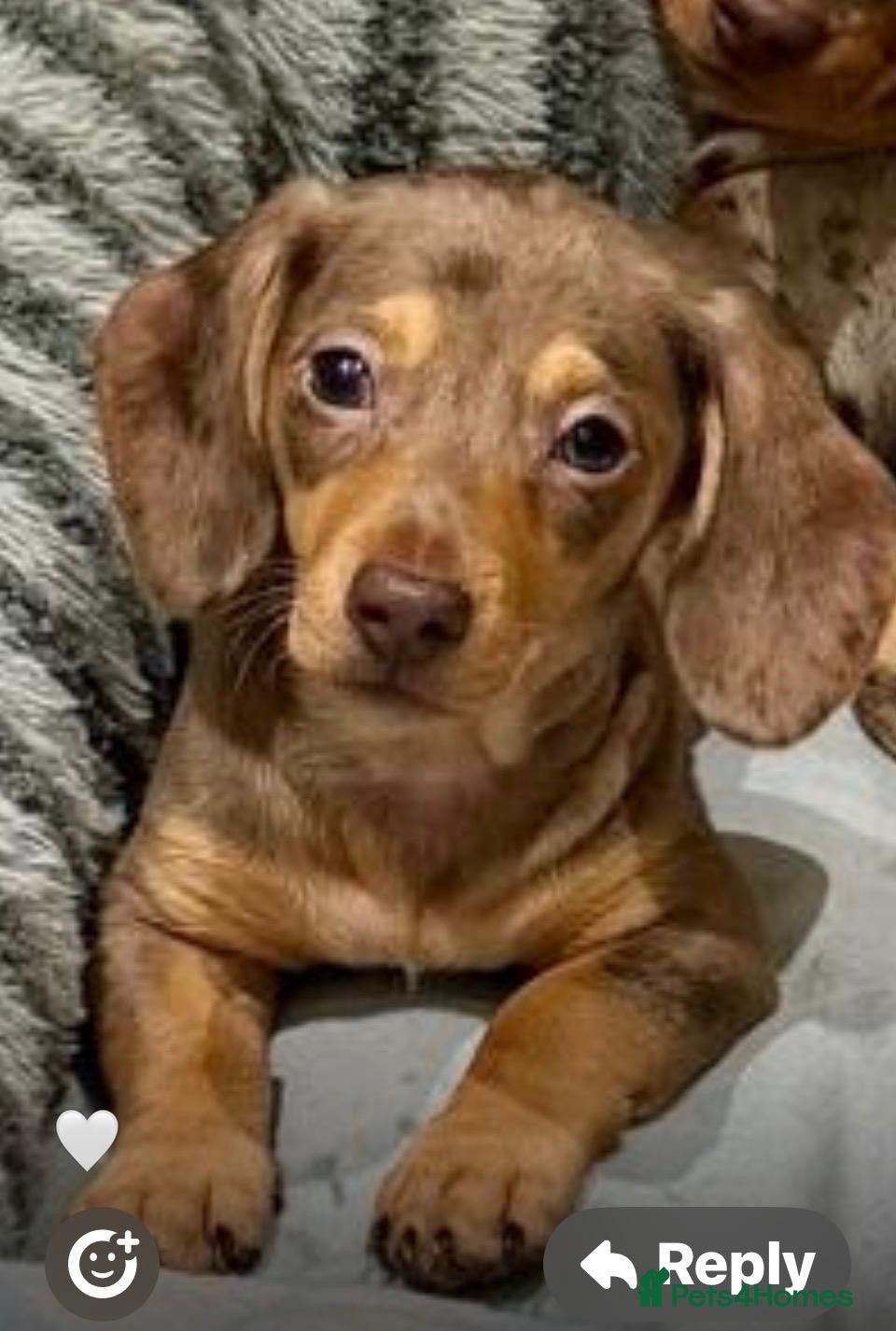Miniature Dachshund dogs Beautiful girl Miniature Dachshund Merl  - Advert 15