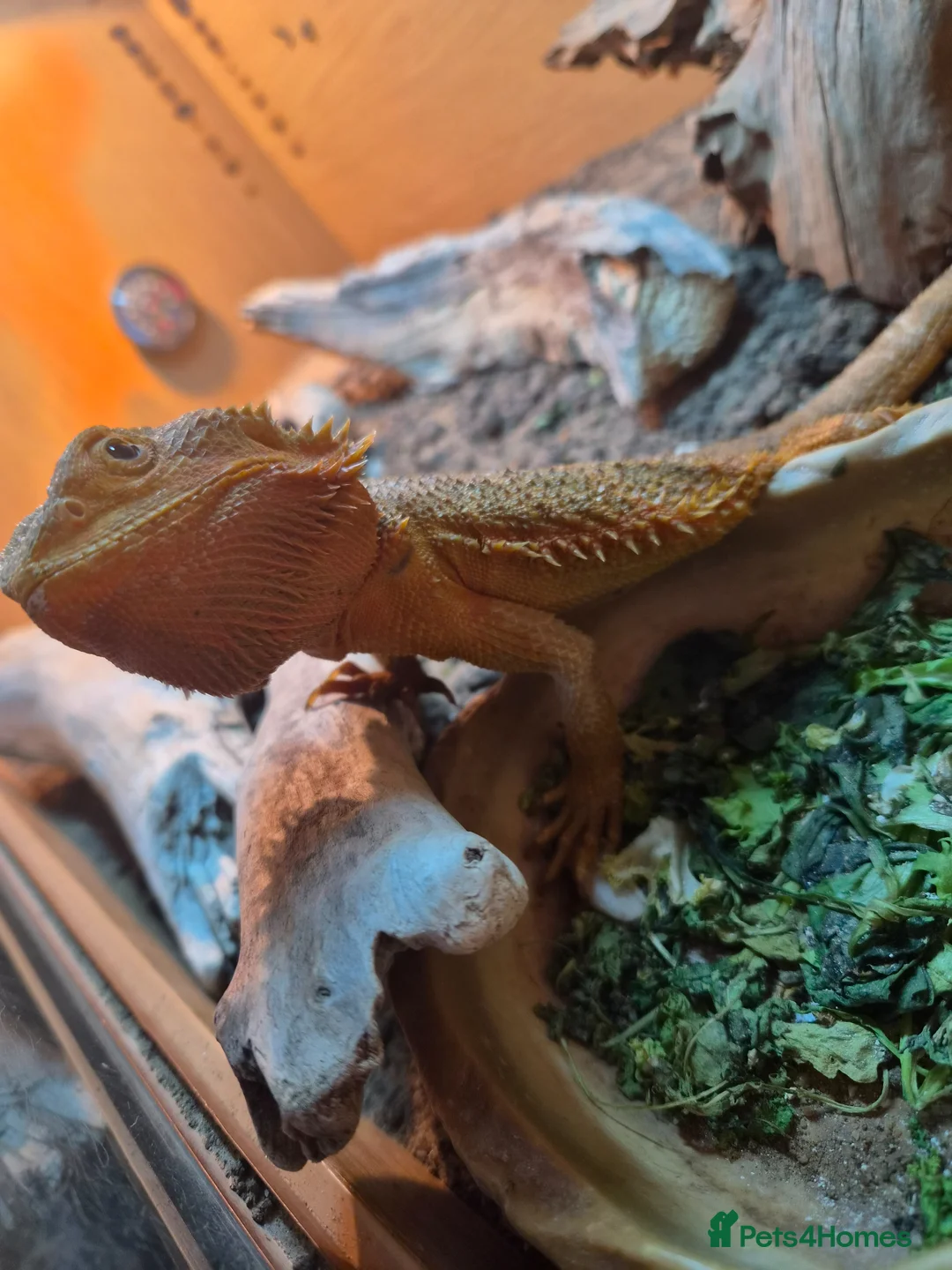 Bearded Dragon reptiles for sale: 2 year old bearded dragon - Advert 2