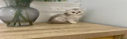 Persian cats for sale: Doll Faced Persian kittens  - Advert 9