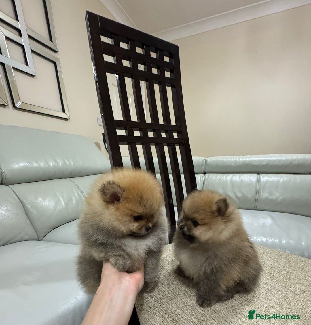 Pomeranian dogs for sale: Cute little pomeranians - Image 7