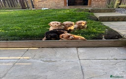 Cavapoo dogs for sale: Small type cavapoo puppies (toy poodle) - Image 10