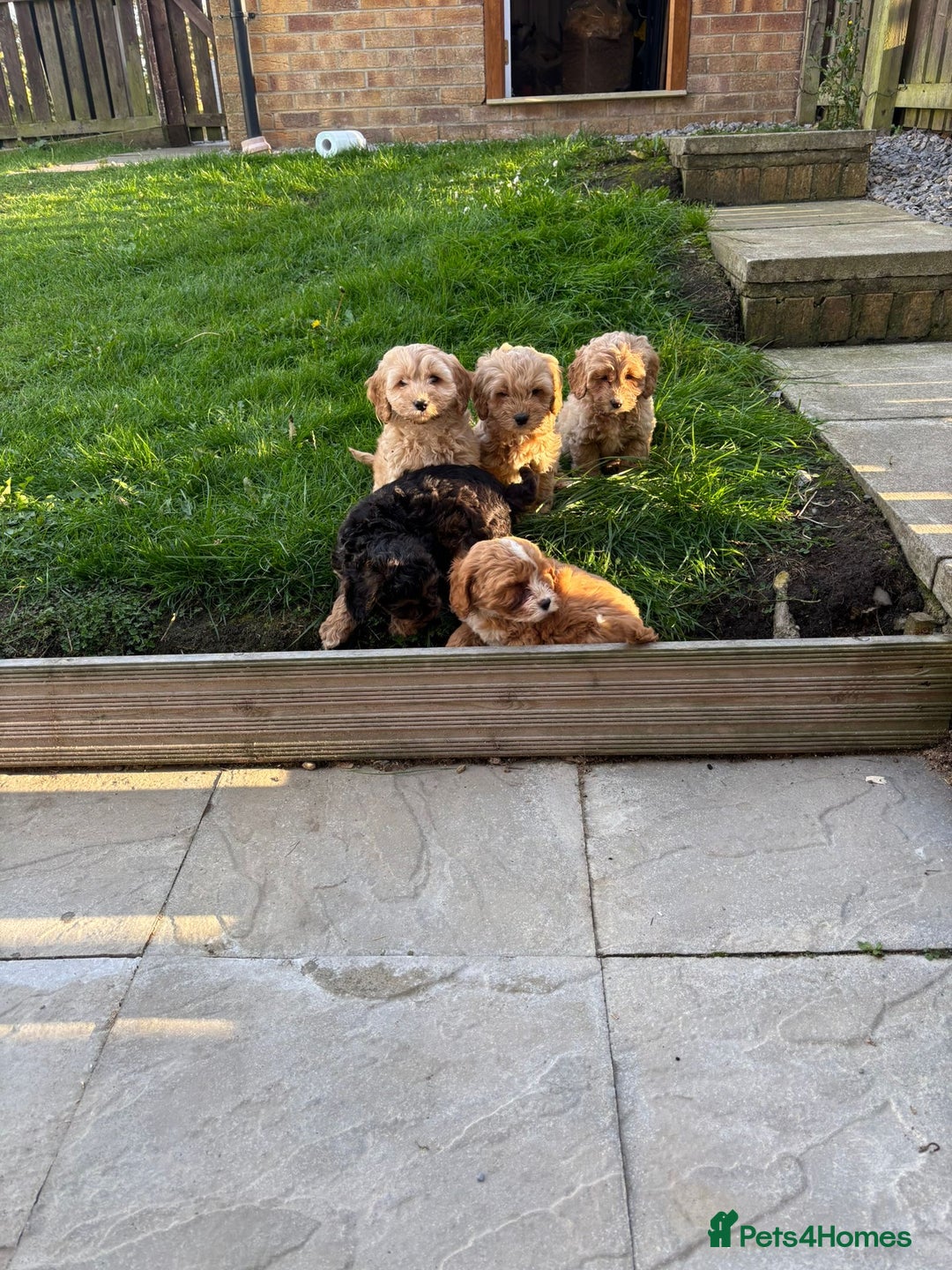 Cavapoo dogs for sale: Small type cavapoo puppies (toy poodle) - Image 10