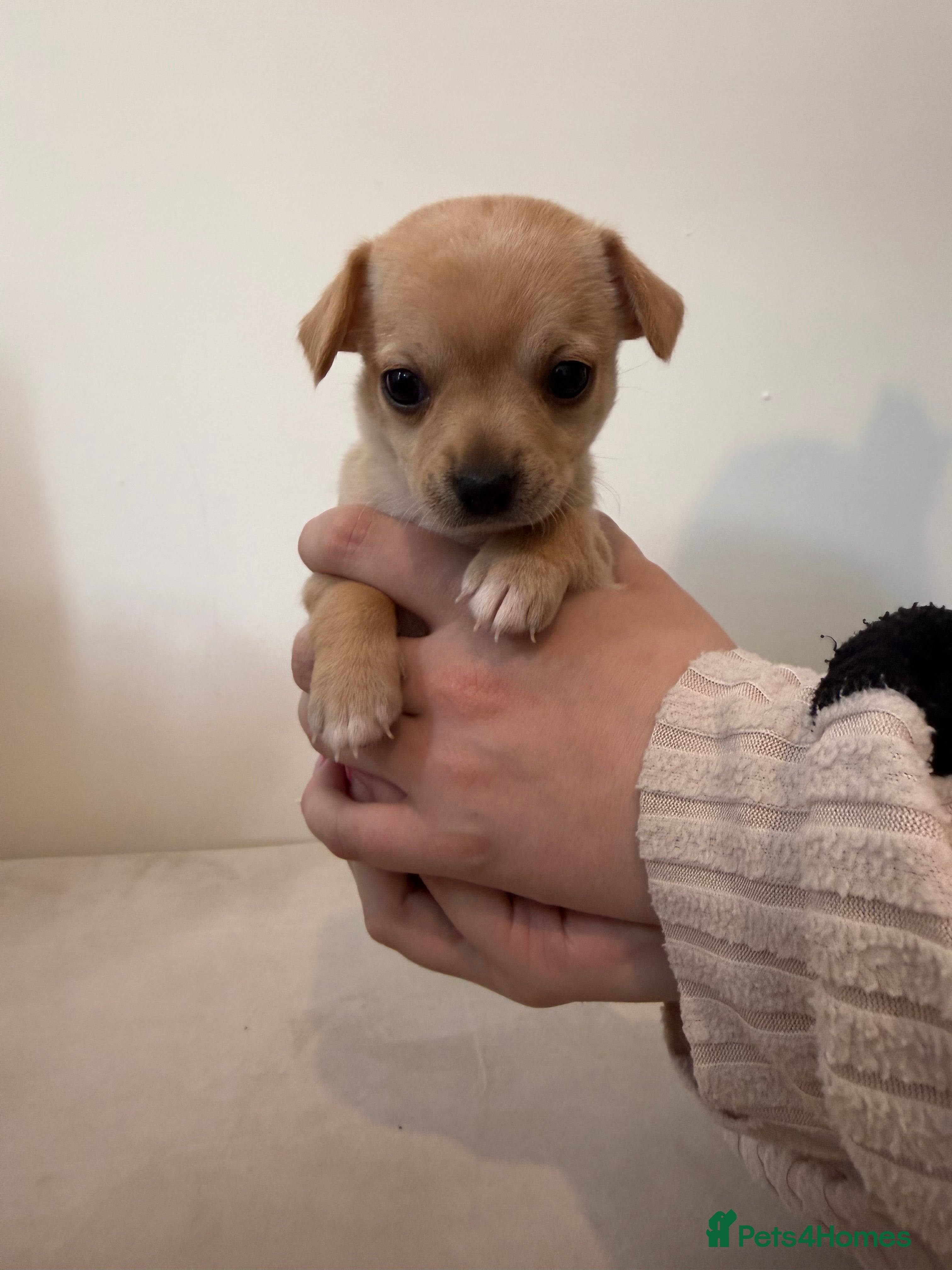 Chihuahua dogs Beautiful Chihuahua Puppies - Advert 17