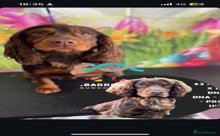 Cocker Spaniel dogs - Advert 4