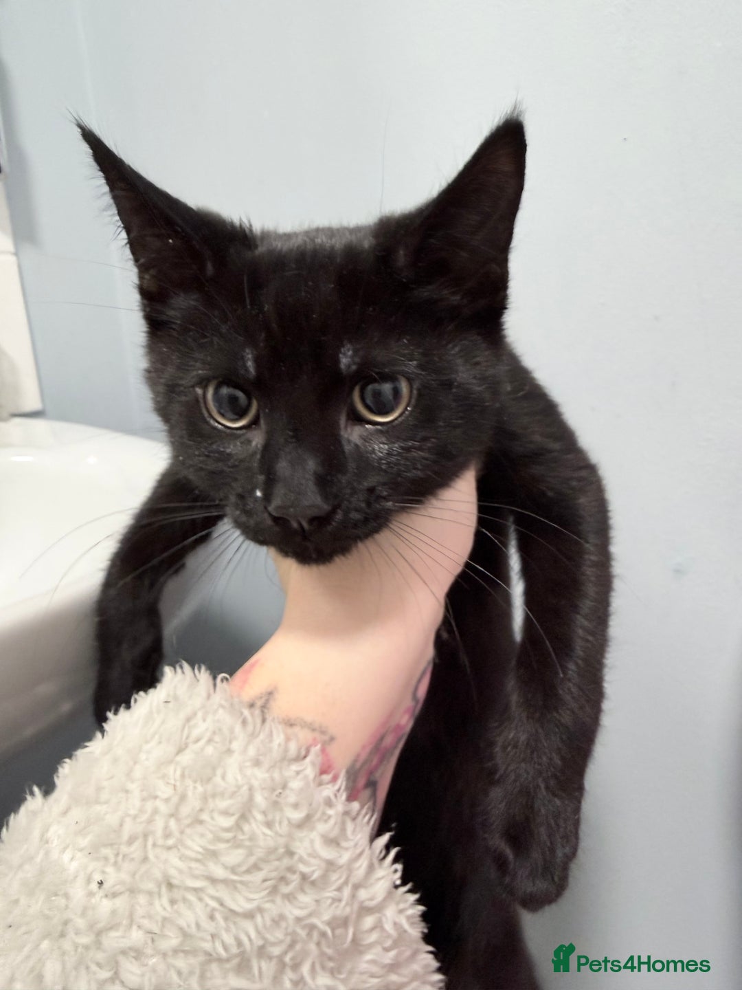 Mixed Breed cats for sale: Male and female kitten  - Advert 3