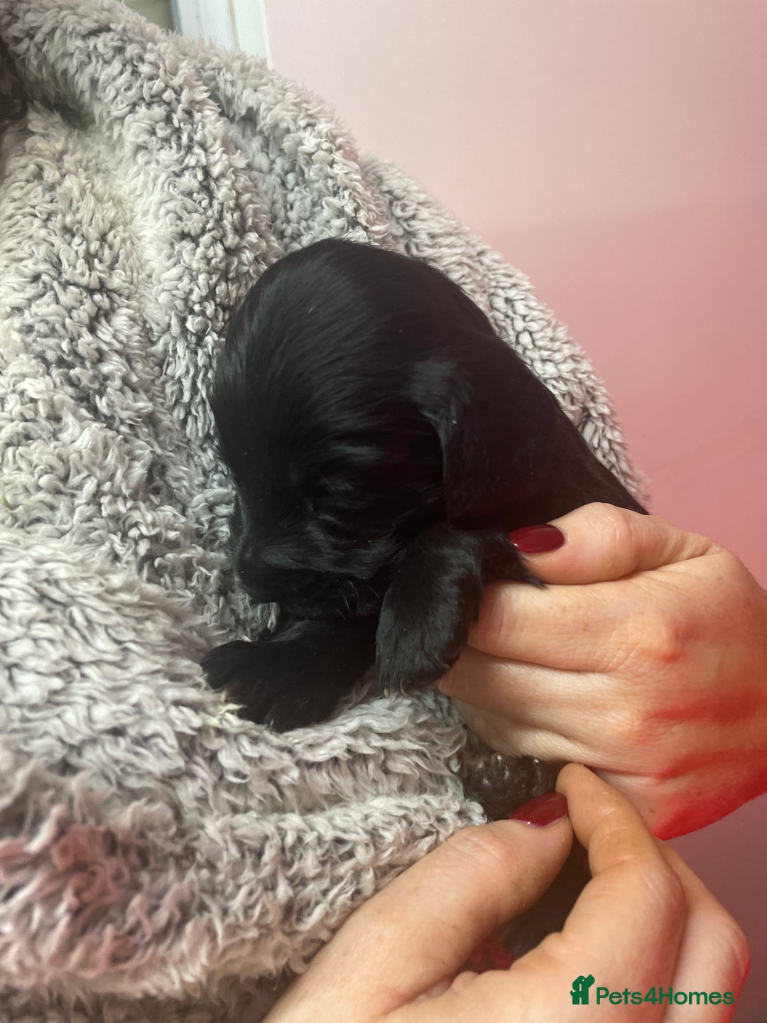 Cocker Spaniel dogs for sale: Cocker Spaniel  - Advert 21