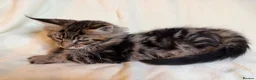 Maine Coon cats for sale: TICA registered Maine Coon Kittens All Boys - Advert 9