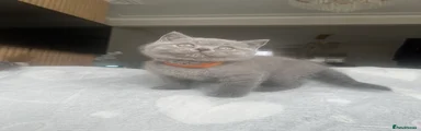 British Shorthair 3
