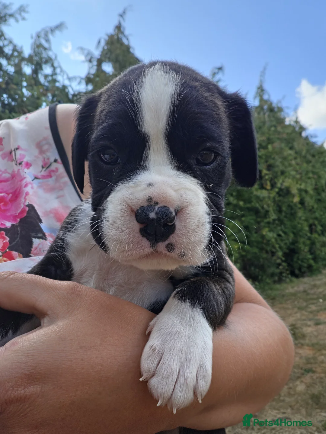Boxer dogs for sale: Boxer pups, flashy brindle, red, white - Advert 2