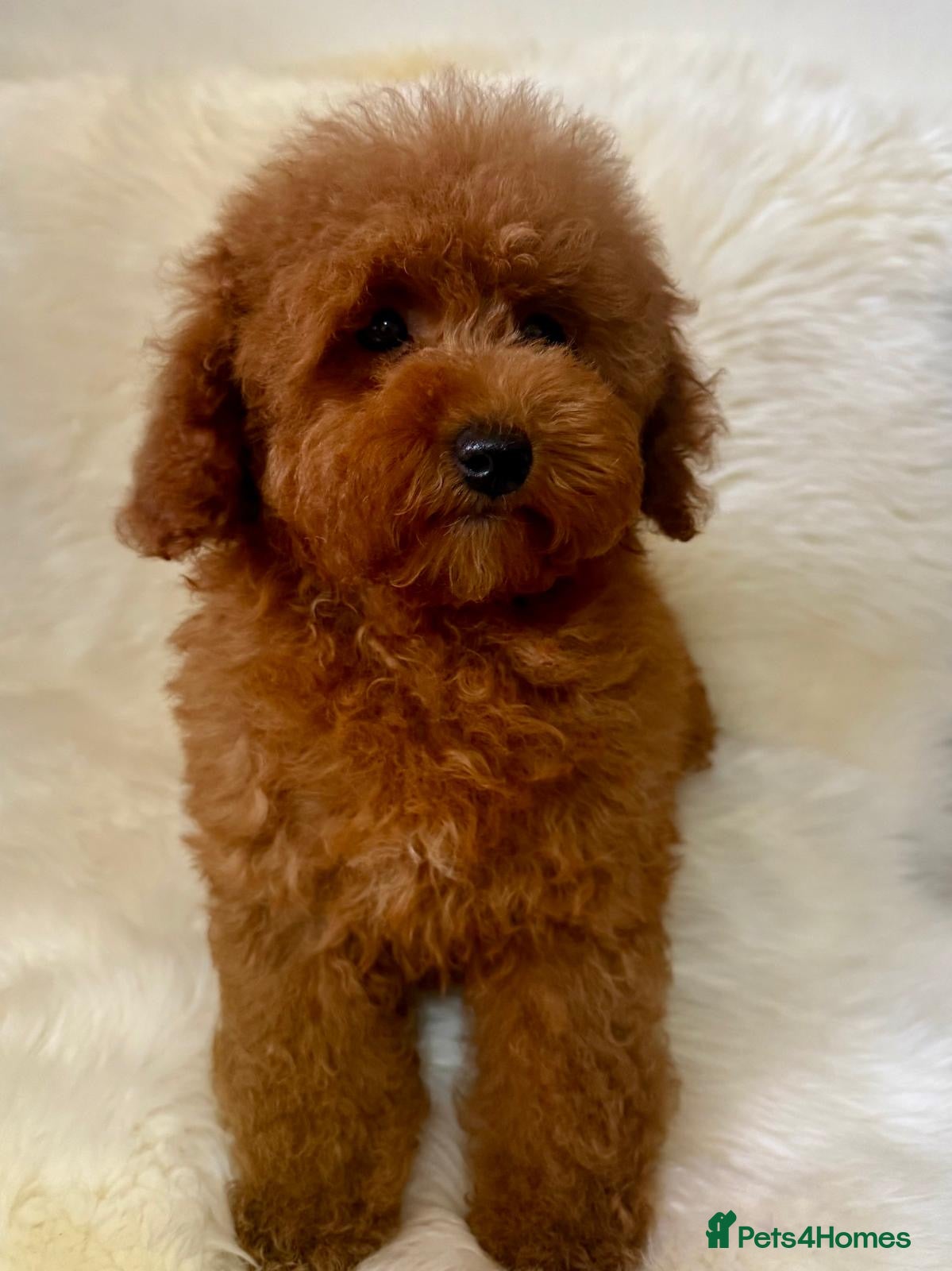 Maltipoo dogs STUNNING MALTIPOO GIRL READY NOW! - Advert 2