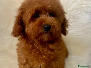 Maltipoo dogs STUNNING MALTIPOO GIRL READY NOW! - Advert 2