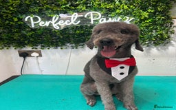 Bedlington Terrier dogs for sale: 1 year old  - Image 3