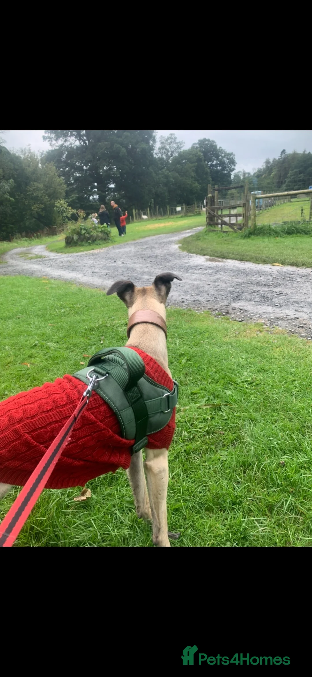 Whippet dogs for sale: Jasper – Looking for His Forever Home 🐾 - Advert 2