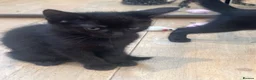 Domestic Shorthair cats for sale: 3 female kittens ready now in Bridgwater - Advert 2
