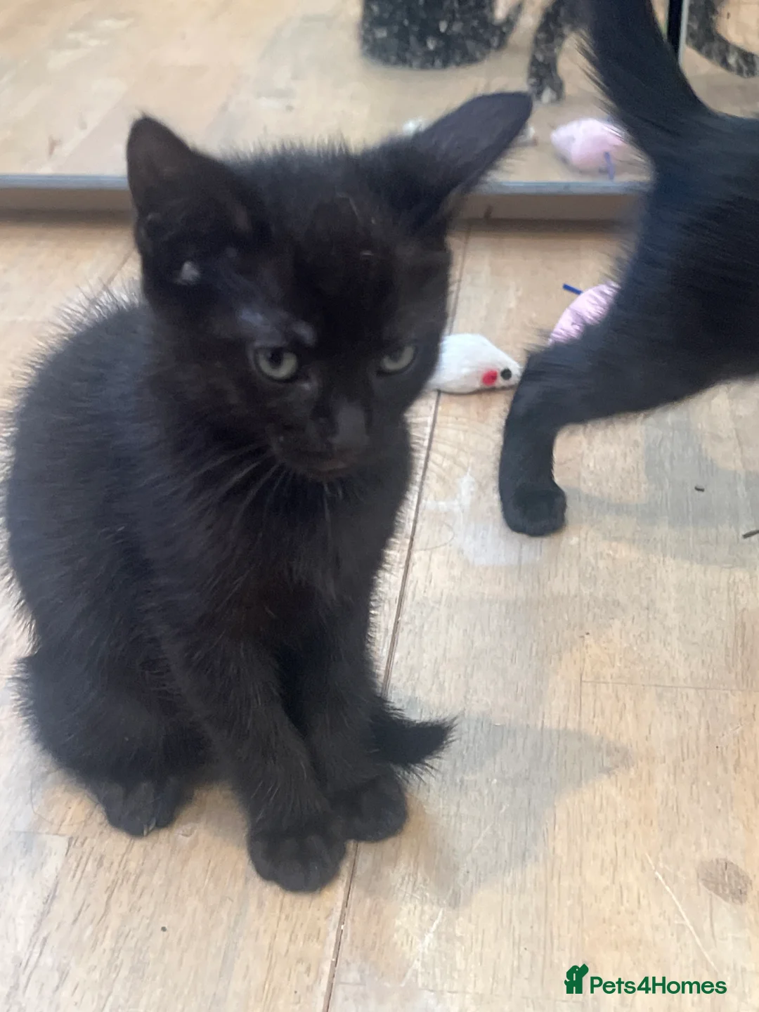 Domestic Shorthair cats for sale: 3 female kittens ready now in Bridgwater - Advert 2