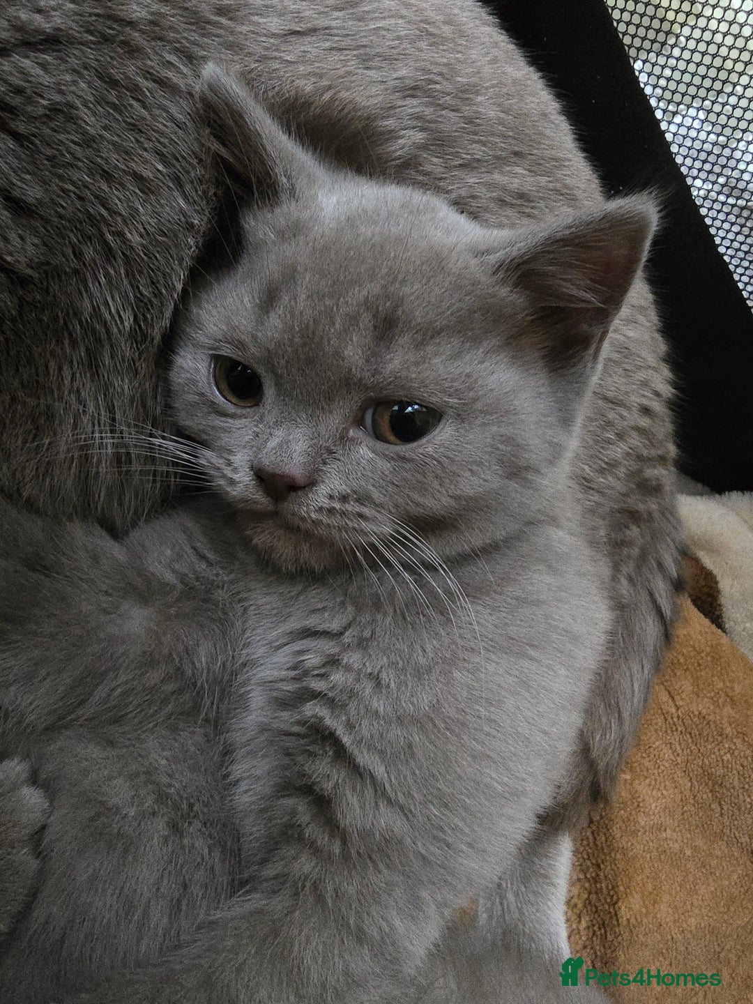 British Shorthair cats for sale: 1 beautiful BSH pedigree girl remaining🐾  - Advert 9