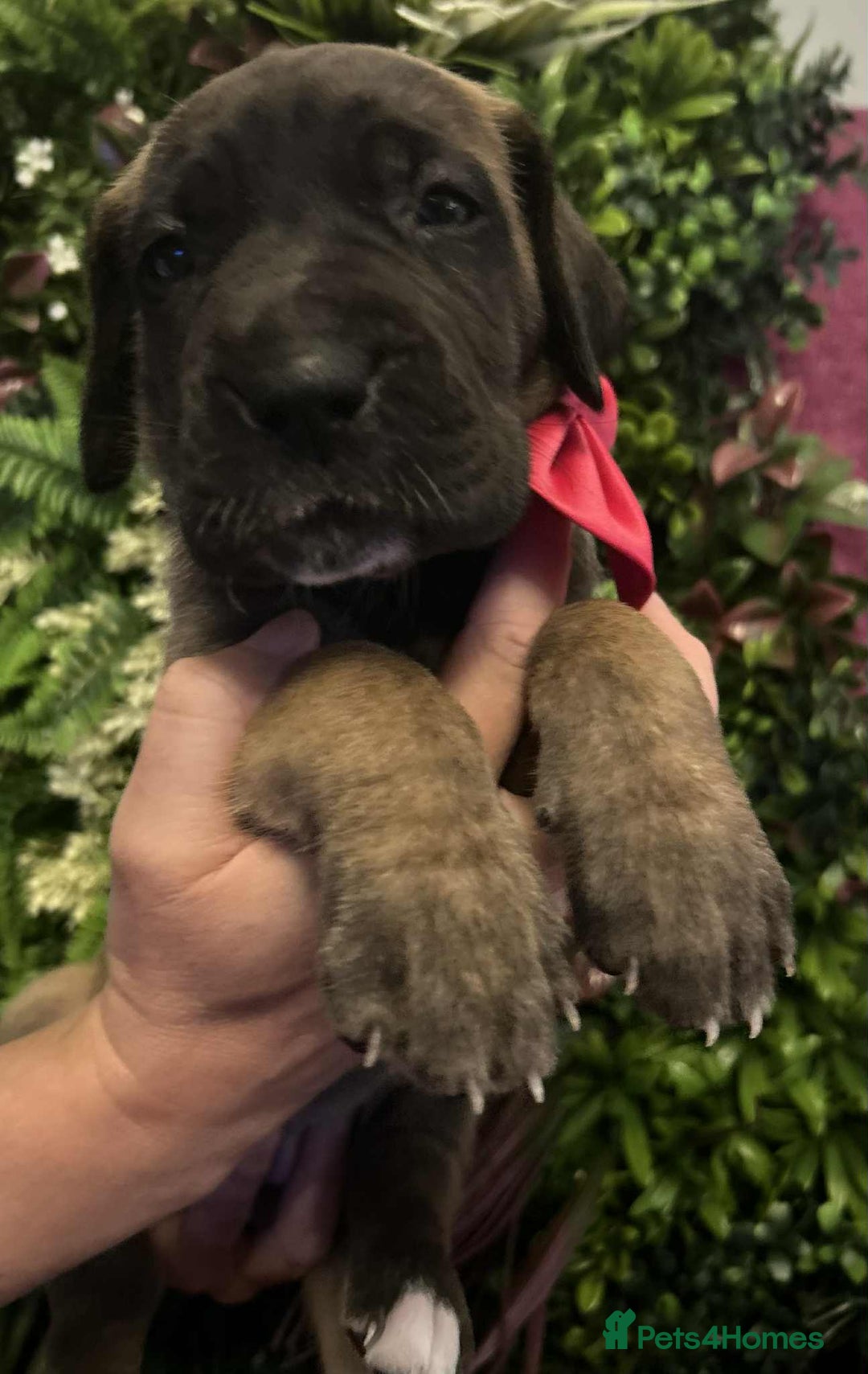 Great Dane dogs for sale: Fawn black mask - Image 10