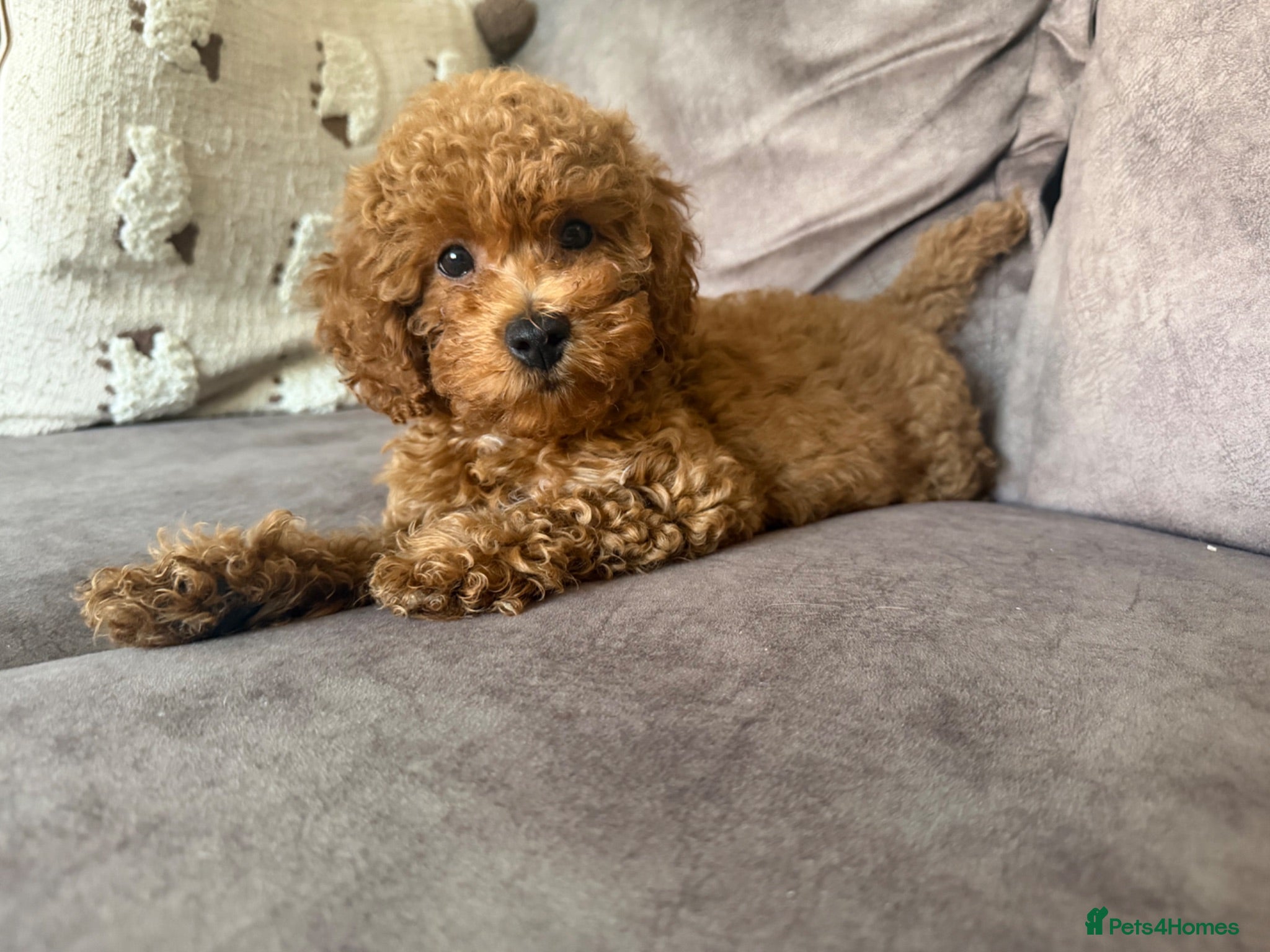 Cavapoo dogs 1 F1b Cavapoo girl extensive health tested parents - Advert 2
