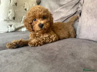 Cavapoo dogs 1 F1b Cavapoo girl extensive health tested parents - Advert 2
