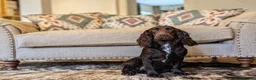 Cocker Spaniel dogs for sale: Sort hard to find - Advert 26