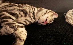 Bengal cats for sale: Silver rosetted Bengal🐆 - Image 2