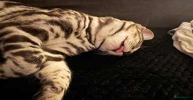 Bengal cats - Advert 8