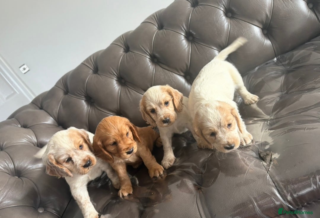 Cocker Spaniel dogs for sale: Sold  - Image 10