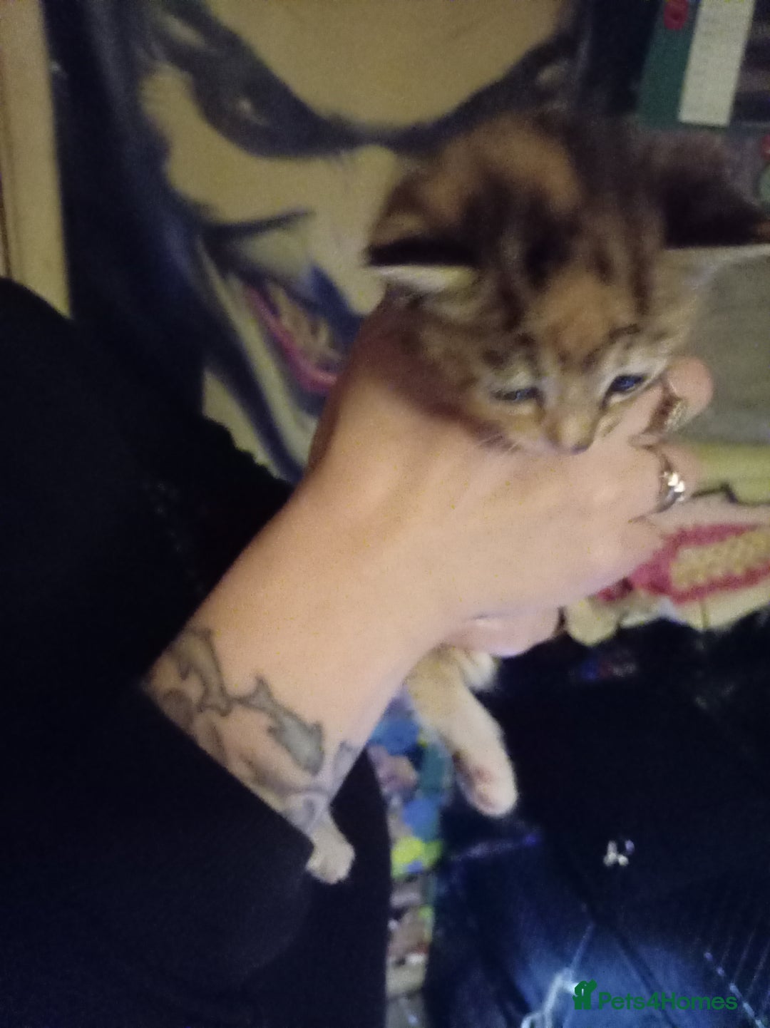 Mixed Breed cats for sale: Four mixed breed British short hair - Advert 1