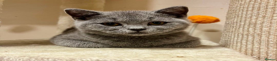 British Shorthair Kitten 2