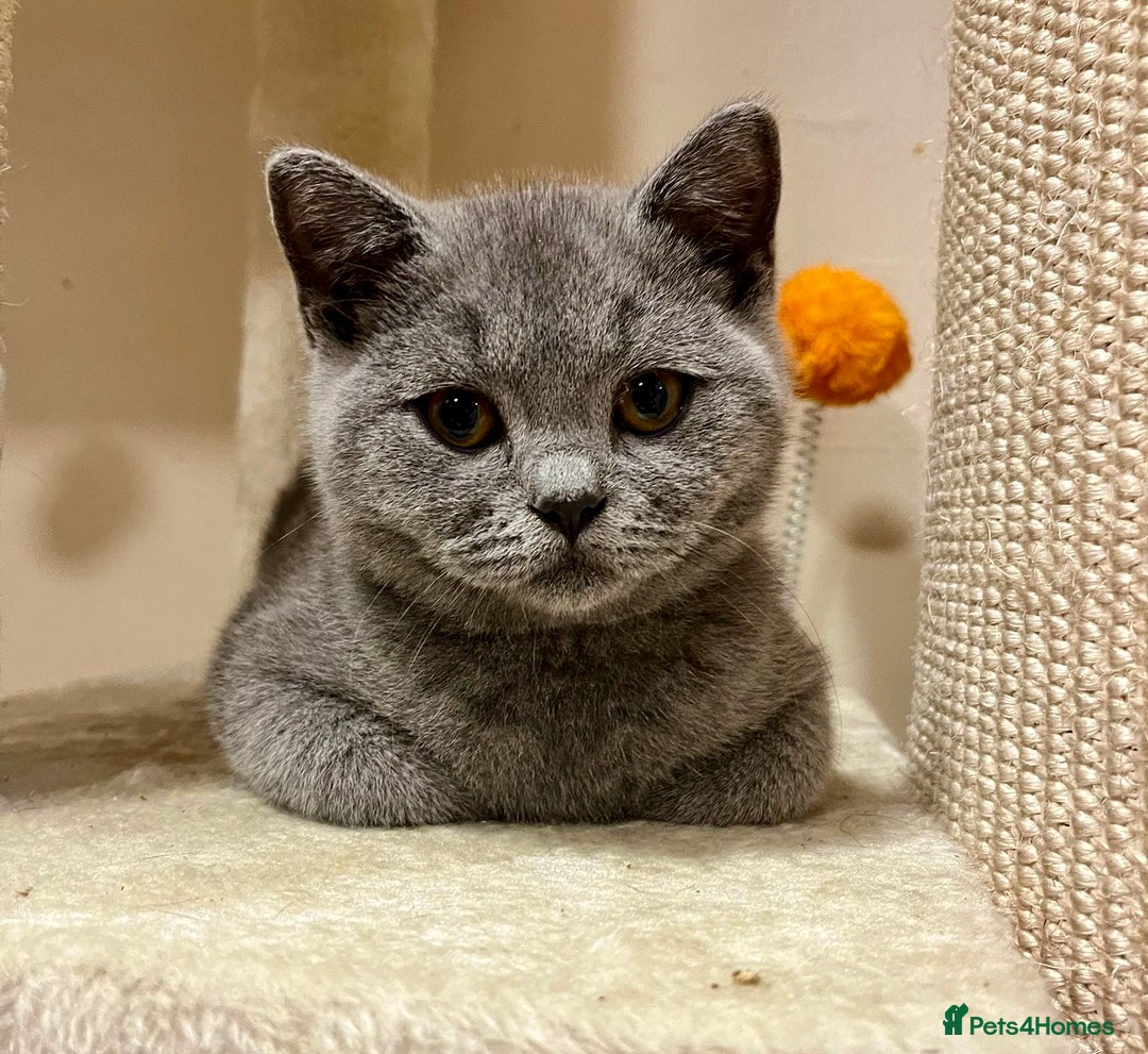 British Shorthair cats for sale: Chunky British Shorthair Kittens GCCF registered.  - Image 6