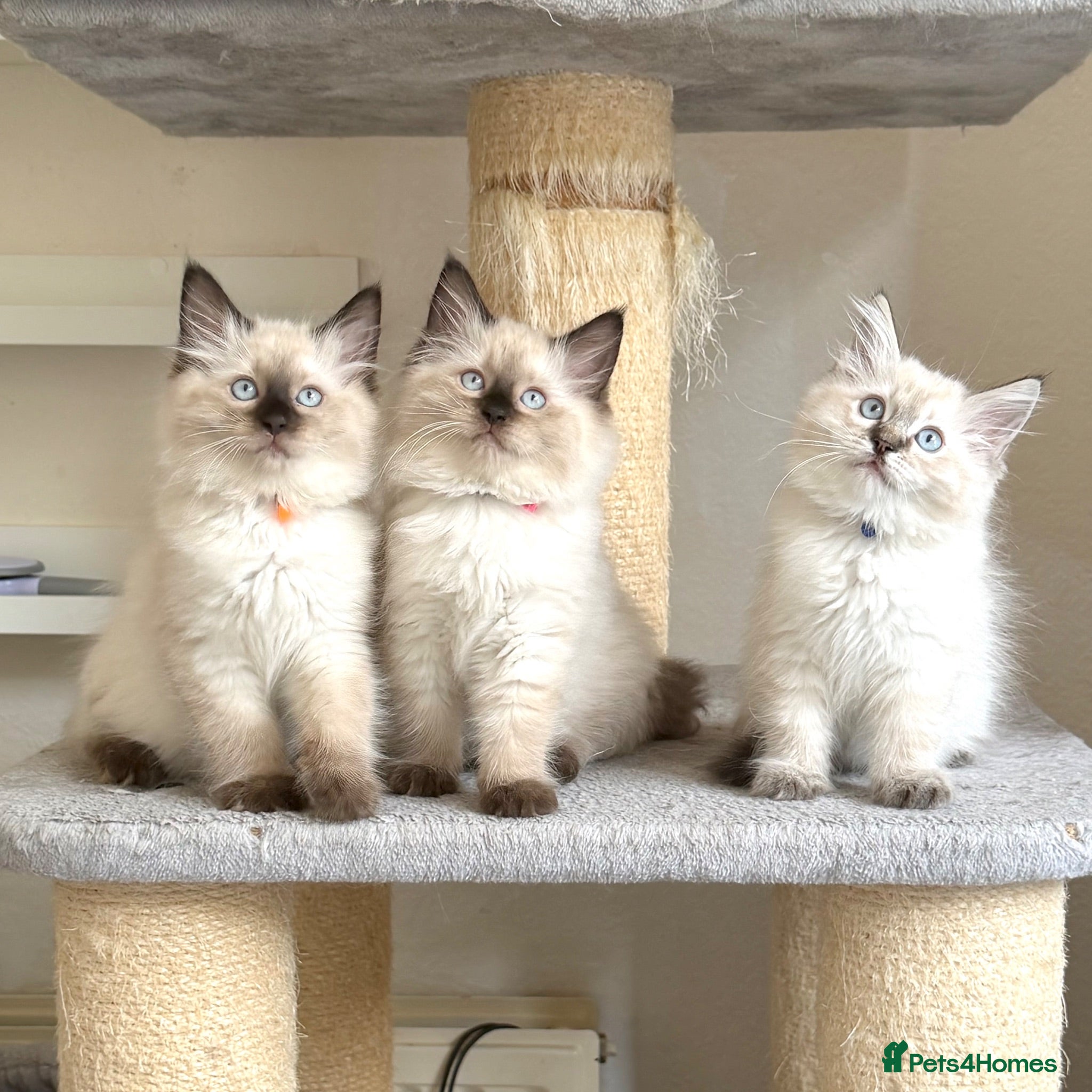 Ragdoll cats TICA Registered - Cuddly, Gentle, Affectionate - Advert 1