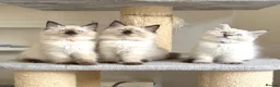 Ragdoll cats for sale: 1 Girl & 2 Boys - TICA Registered - Cuddly, Gentle - Advert 2