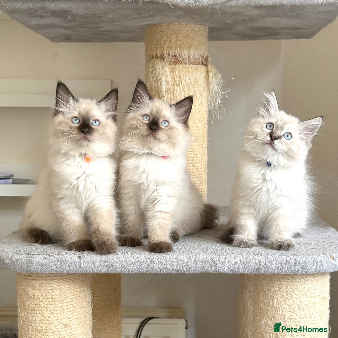 Ragdoll cats for sale: 1 Girl & 2 Boys - TICA Registered - Cuddly, Gentle - Advert 2