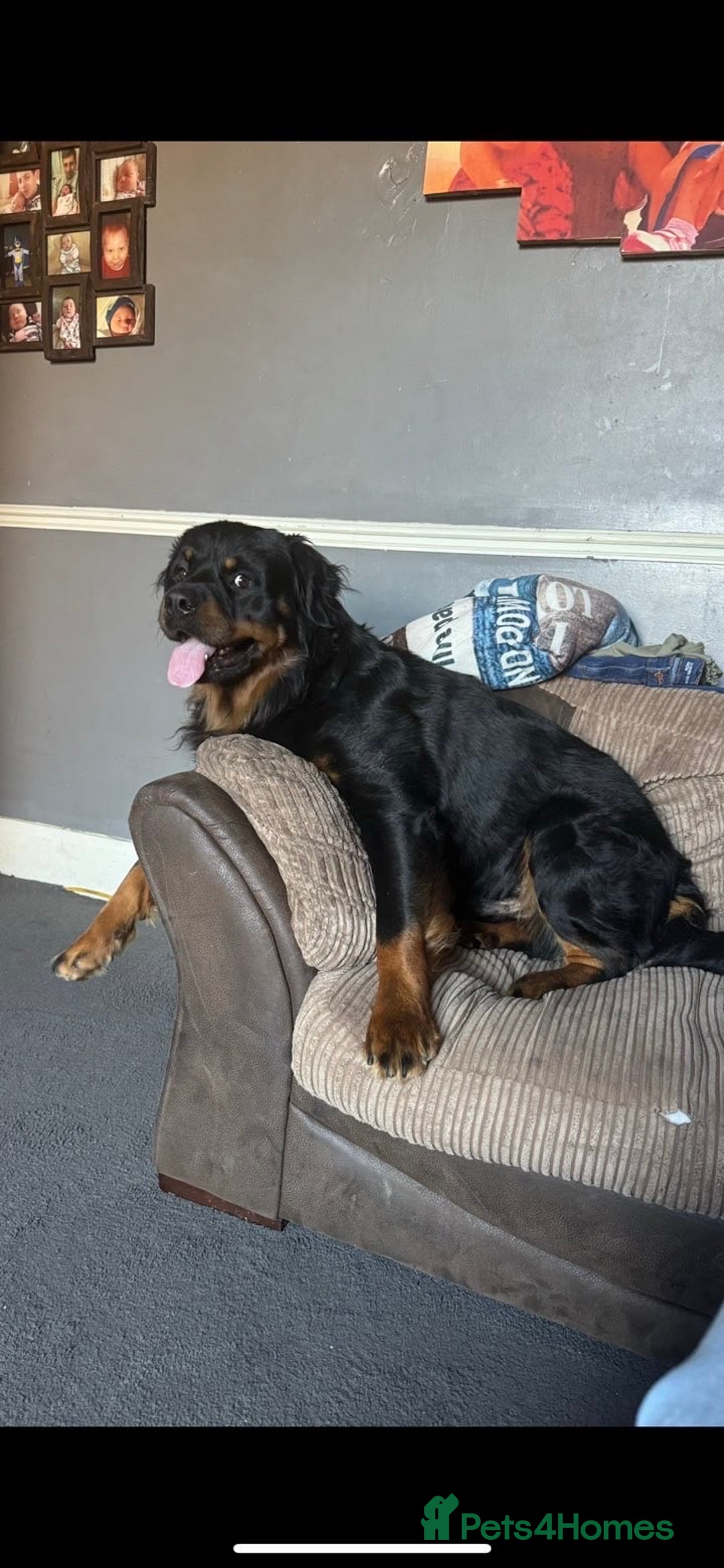 Rottweiler dogs for sale: Long hair male Rottweiler  - Advert 1