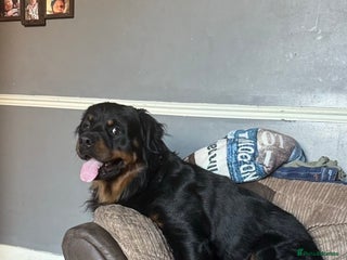 Rottweiler dogs Long hair male Rottweiler - Advert 12