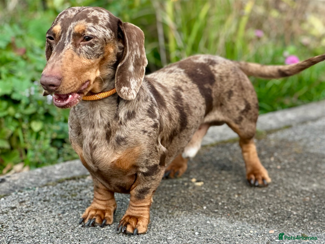 Miniature Dachshund dogs for stud: STUD chocolate dapple and tan miniature dachshund - Image 3