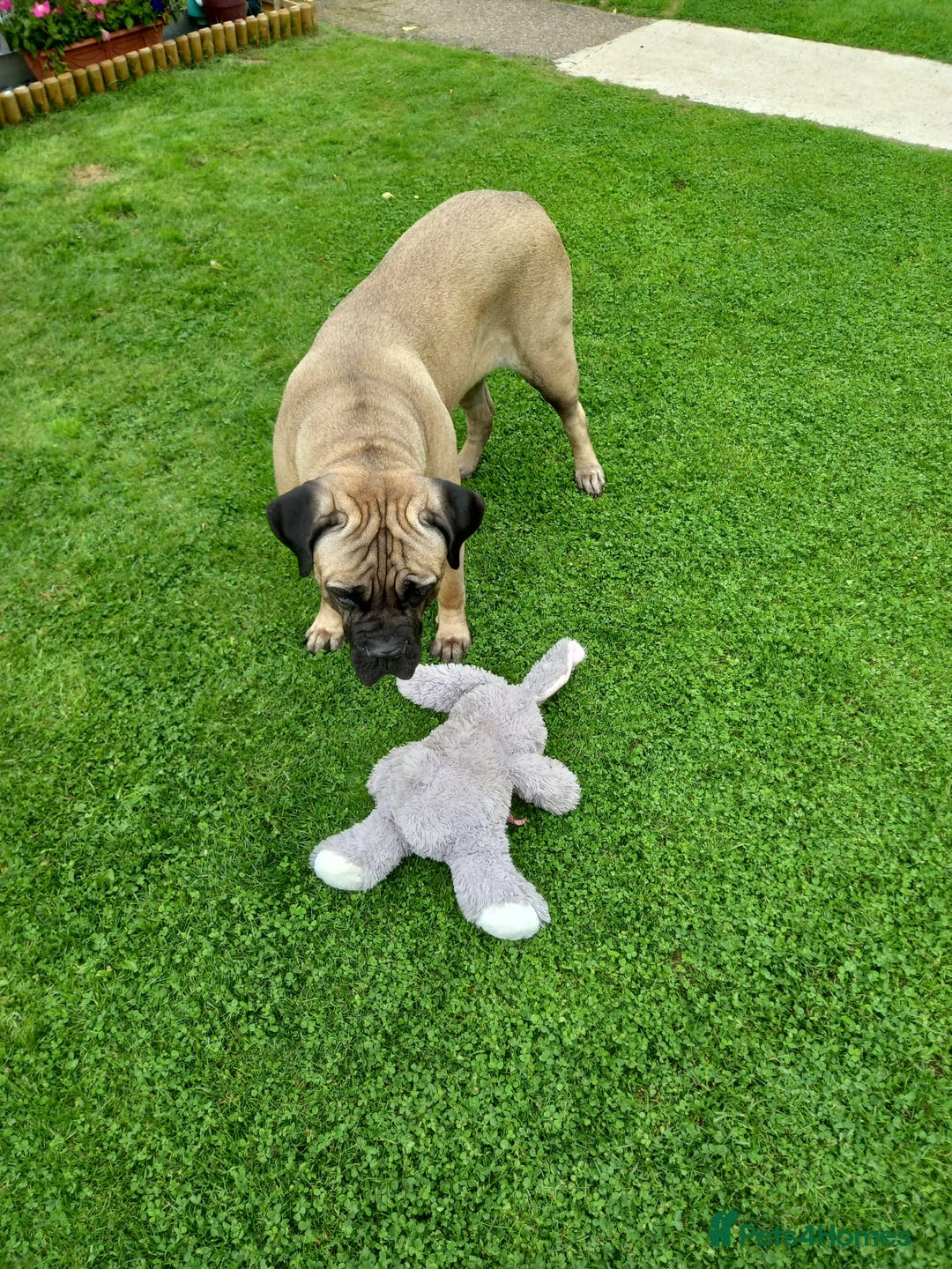 Mastiff dogs for sale: Cane Corso - Image 5