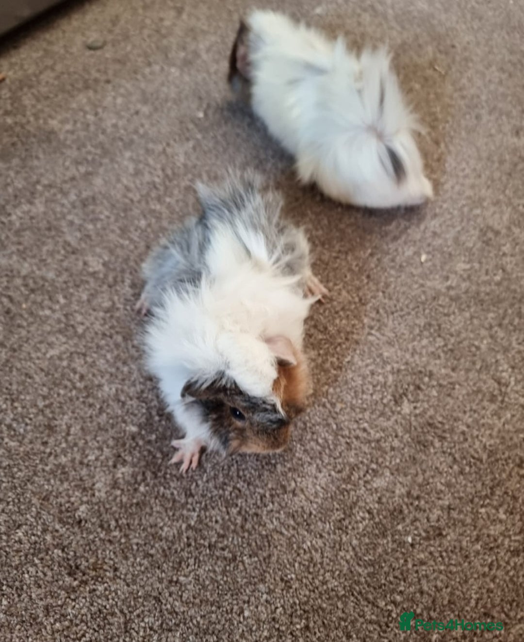 Guinea Pig rodents for sale: Ginea pigs for sale  - Image 4