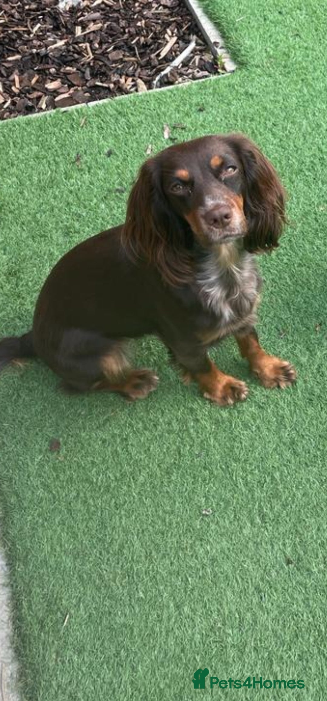 Cocker Spaniel dogs for sale: Cocker Spaniels - Image 14