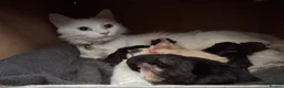 British Longhair cats for sale: 2 black boy kittens and 1 black girl  - Advert 11