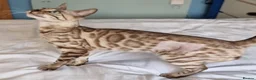 Bengal cats for sale: 12 month old female Bengal ready to leave - Advert 19