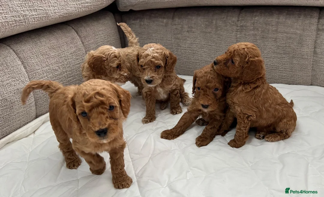 Mixed Breed dogs for sale: Poodles Pedigree -  Toy / Miniature  - Advert 1