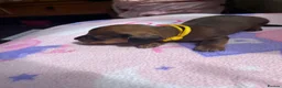 Miniature Dachshund dogs for sale:  Miniature Dachshund Puppies 🐾 in Newton Abbot - Advert 9